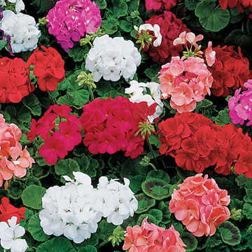 طرزمراقبت از گلهای شمعدانی