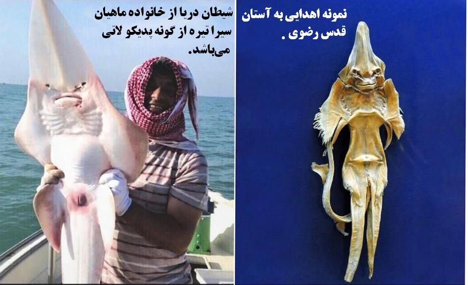 تا به حال ماهی شیطانی را دیده اید؟
