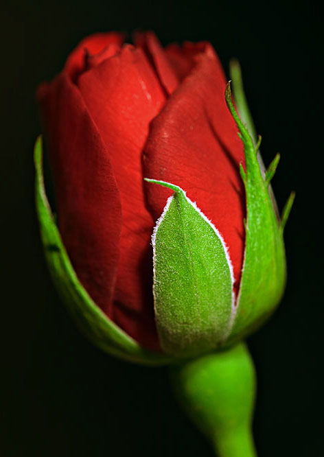 گالری زیباترین گل های طبیعی جهان