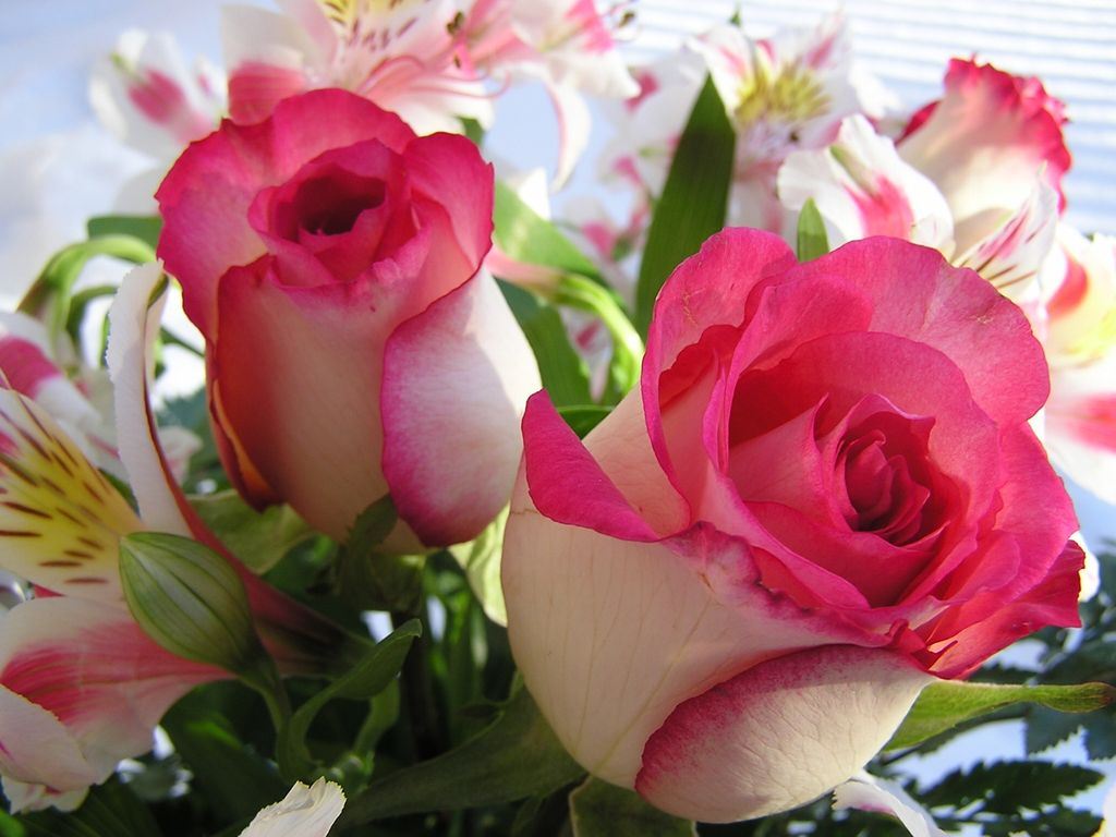 زیباترین گل