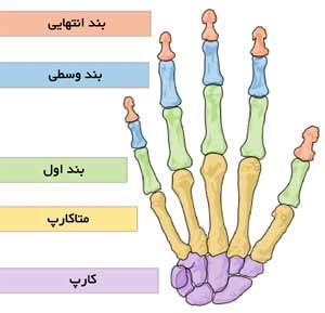 دیه یک انگشت دست