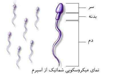 زمایش اسپرم چگونه است،آزمایش اسپرم مردان آزمایش اسپرم