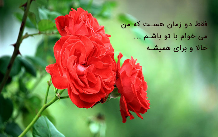 عکس پروفایل گل ،عکس پروفایل جدید در پورتال جامع فرانیاز فراتر از نیاز هر ایرانی