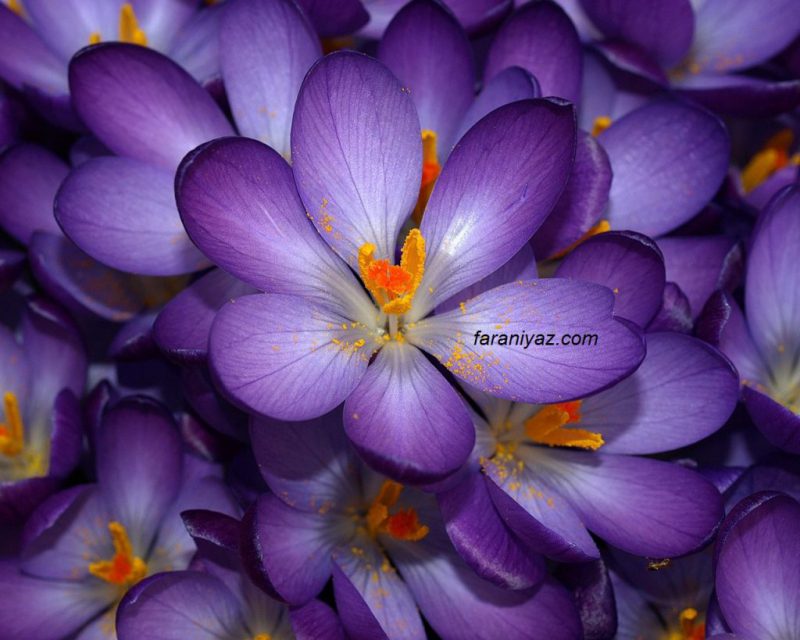 اصول خوش پوشی