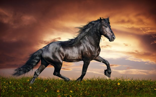 طالع بینی متولدین سال اسب