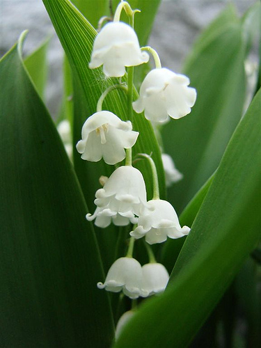 زیباترین گل