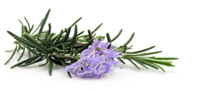 خواص بی شمار رزماری