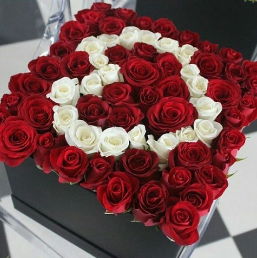عکس گل رز