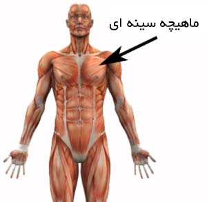 ورزشهای سفت کردن عضلات سینه