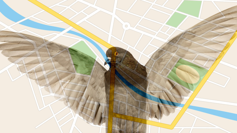 الگوریتم کبوتر گوگل در پورتال جامع فرانیاز فراتر از نیاز هر ایرانی .باما همراه باشید